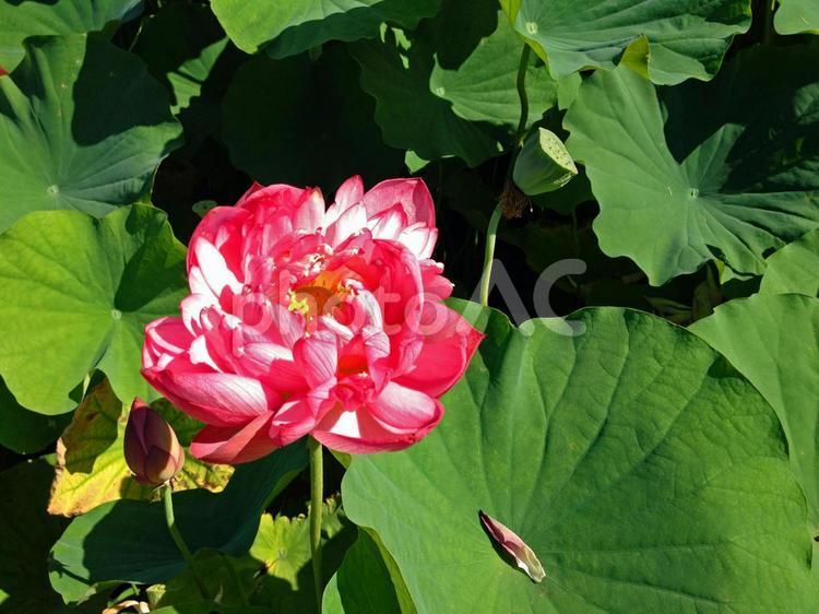 Lotus flower 107812 Free Download photoAC