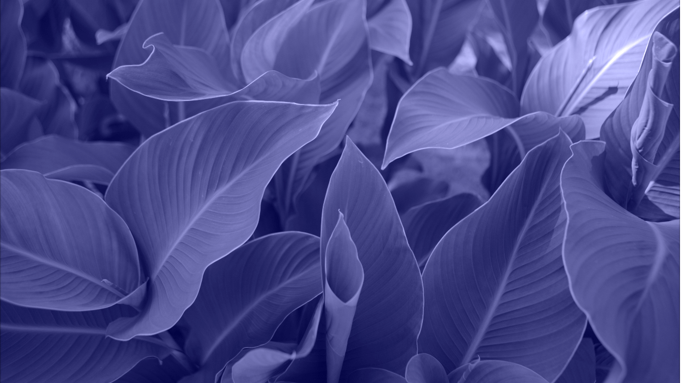 Purple Images - leaves background photoAC