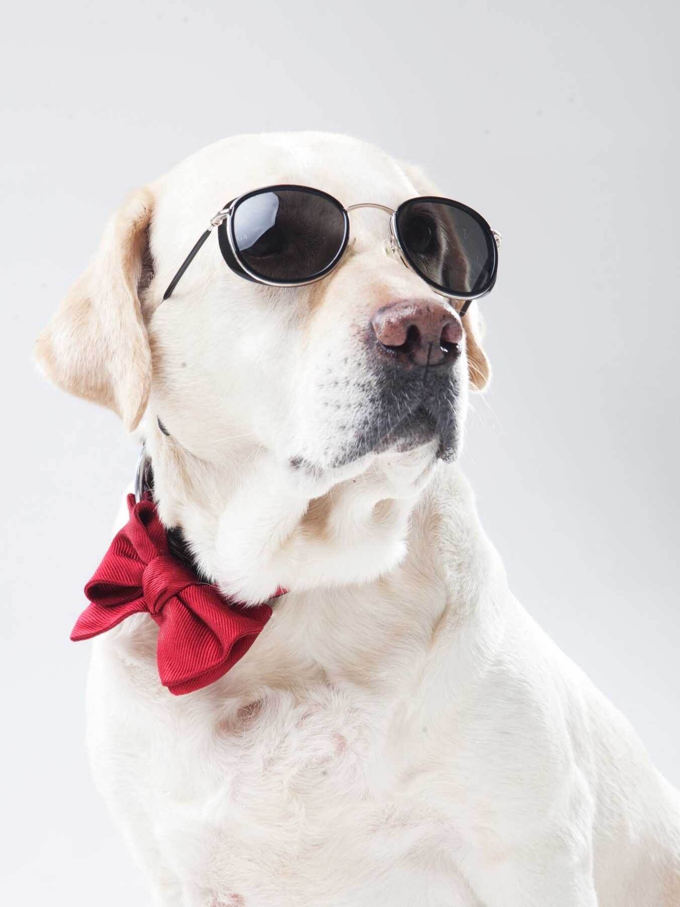 cool cute dog wearing sunglasses photoAC edited
